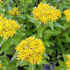 Yellow Aizoon Flower seeds for Planting - Perfect for Borders, Heirloom & GMO Free Seeds for Home Garden