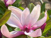 Magnolia Flower seeds for Planting - Easy to Grow, Heirloom & GMO Free Seeds for Home Garden