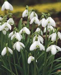 White Galanthus Nivalis Flower seeds for Planting - Pollinator Friendly, Heirloom & GMO Free Seeds for Home Garden