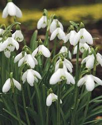 White Galanthus Nivalis Flower seeds for Planting - Pollinator Friendly, Heirloom & GMO Free Seeds for Home Garden