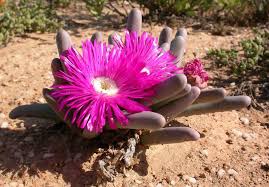 Pink Argyroderma Flower seeds for Planting - Garden Favorite, Heirloom & GMO Free Seeds for Home Garden