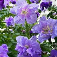 Blue Light Pink Geranium Flower Seeds for Planting Sun Loving Heirloom & GMO Free Seeds for Home Garden
 
 Sale