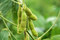 Edamame Vegetable Seeds - Easy Planting for Home Gardens
