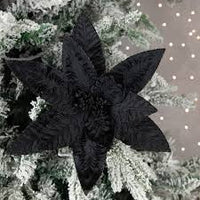 Black Poinsettia for Planting Hardy Variety Heirloom & GMO Free Seeds for Home Garden
 
 Sale