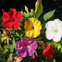Mirabilis Flower seeds for Planting Wildflower Mix Heirloom & GMO Free Seeds for Home Garden