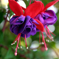 Blue Red Fuchsia Flower seeds for Planting Wildflower Mix Heirloom & GMO Free Seeds for Home Garden