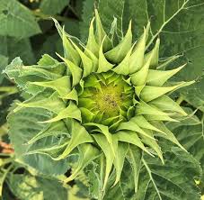 Sea Green Sunflower Perennial Flower Seeds for Planting Colorful Display Heirloom & GMO Free Seeds for Home Garden
 
 Sale