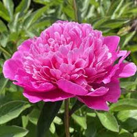 Pink Paeonia Flower seeds for Planting - Vibrant Colors, Heirloom & GMO Free Seeds for Home Garden