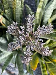 Blue Kalanchoe Delagoensis Seeds for Easy Planting