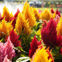 Plumed Flower seeds for Planting - Colorful Display, Heirloom & GMO Free Seeds for Home Garden