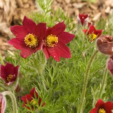 Red Anemone Pulsatilla Seeds Flower seeds for Planting Vibrant Colors Heirloom & GMO Free Seeds for Home Garden