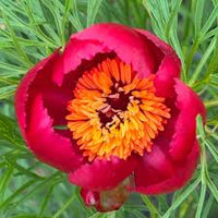 Paeonia Tenuifolia Flower seeds for Planting - Shade Tolerant, Heirloom & GMO Free Seeds for Home Garden