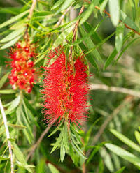 Brush Flower seeds for Planting - Drought Tolerant, Heirloom & GMO Free Seeds for Home Garden