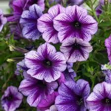 Violet & White Petunia Flower seeds for Planting - Compact Growth, Heirloom & GMO Free Seeds for Home Garden