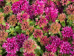 Sedum Spurium Flower seeds for Planting - Easy to Grow, Heirloom & GMO Free Seeds for Home Garden