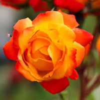 Deep Orange Climbing Rose Seeds – Cottage Garden Essential Heirloom & NonGMO
 
 Sale