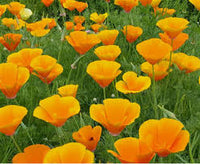Yellow Eschscholzia Flower Seeds Planting