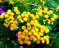 Heirloom Tansy Flower seeds for Planting Bright Blooms Heirloom & GMO Free Seeds for Home Garden