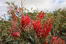 Red Grevillea Robusta Flower seeds for Planting Cut Flower Favorite Heirloom & GMO Free Seeds for Home Garden