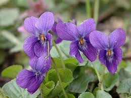 Violet Flower seeds for Planting - Premium Quality, Heirloom & GMO Free Seeds for Home Garden