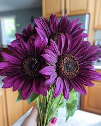 Purple Sunflower Perennial Flower Seeds for Planting Fragrant Blossoms Heirloom & GMO Free Seeds for Home Garden
 
 Sale