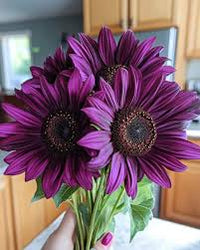 Purple Sunflower Perennial Flower Seeds for Planting Fragrant Blossoms Heirloom & GMO Free Seeds for Home Garden
 
 Sale