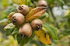 Brown Medlar Fruit Seeds for Planting Guide