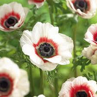 Pink White Anemone Flower Seeds for Planting Colorful Display Heirloom & GMO Free Seeds for Home Garden
 
 Sale