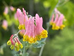 Pink Corydalis Flower seeds for Planting - Sun Loving, Heirloom & GMO Free Seeds for Home Garden