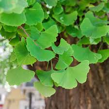 Majestic Ginkgo Biloba Tree Seeds for Easy Planting