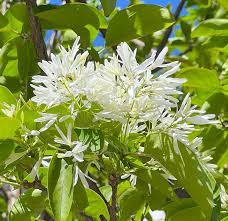 White Chionanthus Retusus Tree Seeds Planting