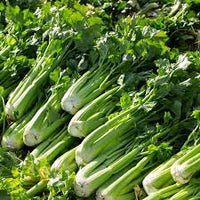 Green Apium Graveolens Planting Seeds for Home Gardening