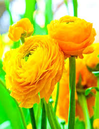 Yellow Ranunculus Asiaticus Flower Seeds for Planting Garden Favorite Heirloom & GMO Free Seeds for Home Garden
 
 Sale