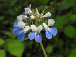 Collinsia Verna Flower Planting Seeds - Vibrant Annual Seeds for Colorful Gardens