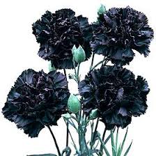 Black Carnation Flower Seeds for Planting Sun Loving Heirloom & GMO Free Seeds for Home Garden
 
 Sale