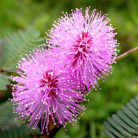 Plantas Sensibles Flower seeds for Planting - Hardy Variety, Heirloom & GMO Free Seeds for Home Garden