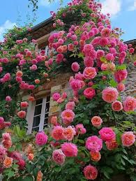 Deep Pink Climbing Rose Flower Seeds for Planting Cottage Garden Essential Heirloom & GMO Free Seeds for Home Garden
 
 Sale