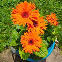 Orange Gerbera Jamesonii Flower seeds for Planting - Easy to Grow, Heirloom & GMO Free Seeds for Home Garden