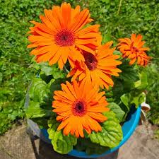 Orange Gerbera Jamesonii Flower seeds for Planting - Easy to Grow, Heirloom & GMO Free Seeds for Home Garden