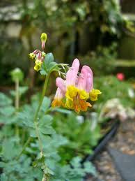 Corydalis Flower seeds for Planting - Cut Flower Favorite, Heirloom & GMO Free Seeds for Home Garden