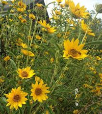 Yellow Maximiliani Flower seeds for Planting - Long Bloom Season, Heirloom & GMO Free Seeds for Home Garden