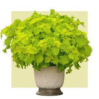 Light Green Dragon Coleus Seeds for Planting – Cottage Garden Essential Heirloom & NonGMO Seeds for Home Garden
 
 Sale