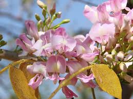 Pale Pink Gliricidia Sepium Flower seeds for Planting - Bright Blooms, Heirloom & GMO Free Seeds for Home Garden
