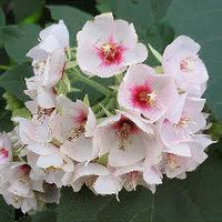 Dombeya Bourgassiae Flower seeds for Planting Long Bloom Season Heirloom & GMO Free Seeds for Home Garden