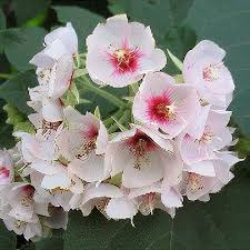 Dombeya Bourgassiae Flower seeds for Planting Long Bloom Season Heirloom & GMO Free Seeds for Home Garden