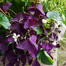 Oxalis Corymbosa Flower seeds for Planting - Perfect for Borders, Heirloom & GMO Free Seeds for Home Garden
 
 Sale