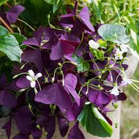 Oxalis Corymbosa Flower seeds for Planting - Perfect for Borders, Heirloom & GMO Free Seeds for Home Garden
 
 Sale
