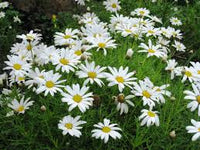 Yellow White Argyranthemum Flower seeds for Planting - Pollinator Friendly, Heirloom & GMO Free Seeds for Home Garden