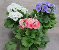 Obconica Flower Seeds , Perfect for Spring Planting