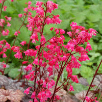 Pink Heuchera Flower seeds for Planting - Seasonal Bloomer, Heirloom & GMO Free Seeds for Home Garden